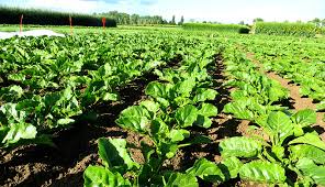 Some Key Growth Measurements in Crops Some Key Growth Measurements in Crops