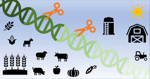 Gene and Its Role in Heredity Agricultural Genetics