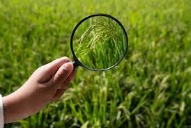 The Gene and Its Role in Heredity Agricultural Genetics The Gene and Its Role in Heredity Agricultural Genetics