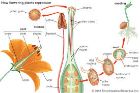 Plant Cell and Fertilization in Plants