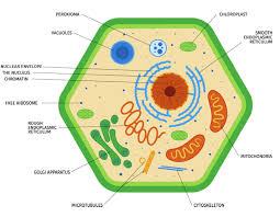 Plant Cell and Fertilization in Plants Plant Cell and Fertilization in Plants