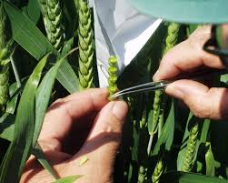 Differences Between Qualitative and Quantitative Traits in Agricultural Genetics