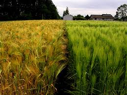 Differences Between Qualitative and Quantitative Traits in Agricultural Genetics Differences Between Qualitative and Quantitative Traits in Agricultural Genetics