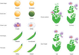 Introduction to Mendel's Contributions in Agricultural Genetics