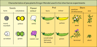 Introduction to Mendel's Contributions in Agricultural Genetics Introduction to Mendel's Contributions in Agricultural Genetics