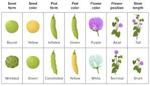 Introduction to Mendel's Contributions in Agricultural Genetics Introduction to Mendel's Contributions in Agricultural Genetics