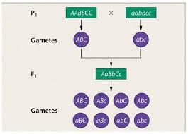 Introduction to Mendel's Contributions in Agricultural Genetics Introduction to Mendel's Contributions in Agricultural Genetics