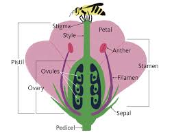 Reproduction in Crop Plants