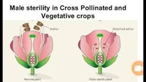 Self Incompatibility and Male Sterility in Crop Plants