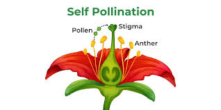Self Incompatibility and Male Sterility in Crop Plants Self Incompatibility and Male Sterility in Crop Plants