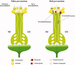 Self Incompatibility and Male Sterility in Crop Plants Self Incompatibility and Male Sterility in Crop Plants