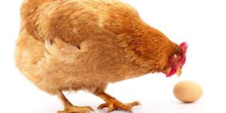 Quality Egg Laying Chickens at Point of Lay