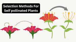 Pure-Line Selection in Crop Improvement for Self-Pollinated Crops Pure-Line Selection in Crop Improvement for Self-Pollinated Crops