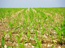 Procedure for Mass Selection in Crop Improvement