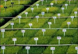 Procedure for Mass Selection in Crop Improvement Procedure for Mass Selection in Crop Improvement