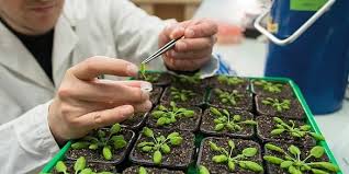 Procedure for Mass Selection in Crop Improvement Procedure for Mass Selection in Crop Improvement