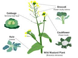 Hybridization in Agricultural Breeding