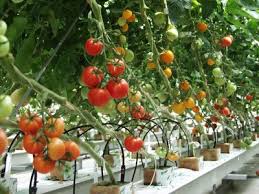 Hybridization in Agricultural Breeding Hybridization in Agricultural Breeding