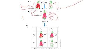 Hybridization in Agricultural Breeding Hybridization in Agricultural Breeding