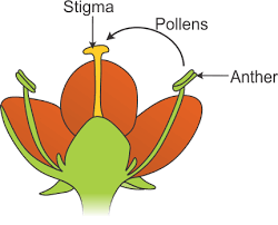 Mass Selection in Cross Pollinated Crops