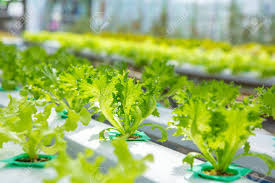 Mass Selection in Cross Pollinated Crops Mass Selection in Cross Pollinated Crops