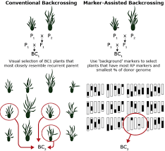 Mass Selection in Cross Pollinated Crops Mass Selection in Cross Pollinated Crops