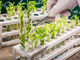 Recurrent Selection in Plant Breeding: Types and Methods Recurrent Selection in Plant Breeding: Types and Methods