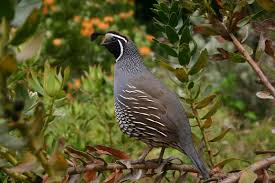 Facts about Quails (Coturnix coturnix) you should be Aware of Facts about Quails (Coturnix coturnix) you should be Aware of