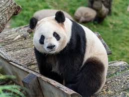 The World Wild Life Fund Organization