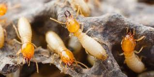 Organic and Inorganic Termites Control Measures