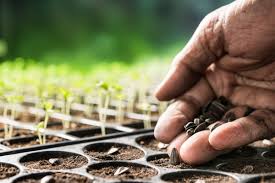 Seed Production and Distribution in Crop Agriculture Seed Production and Distribution in Crop Agriculture