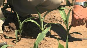 Critical Growth Stages for Water in Different Field Crops Critical Growth Stages for Water in Different Field Crops
