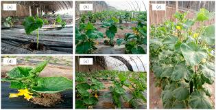 Critical Growth Stages for Water in Different Field Crops Critical Growth Stages for Water in Different Field Crops
