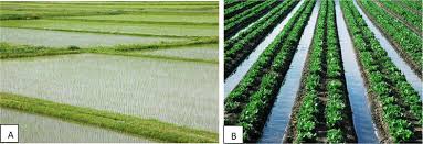 Irrigation Requirement of Crops for Sustainable Agricultural Production