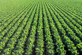 Consumptive Use and Evapotranspiration in Crop Production