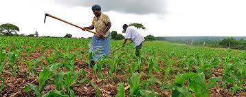 Consumptive Use and Evapotranspiration in Crop Production Consumptive Use and Evapotranspiration in Crop Production