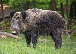 Wild Boar Description and Complete Care Guide