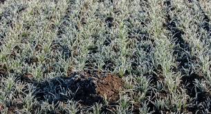 Importance of Soil Conditions in Crop Production Importance of Soil Conditions in Crop Production