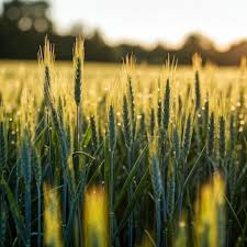 Definition and Agricultural Importance of Genetic Diversity Definition and Agricultural Importance of Genetic Diversity