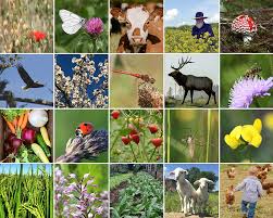 Species Diversity and Its Importance in Agriculture