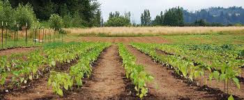 The Ecosystem In Agricultural