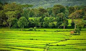 The Ecosystem In Agricultural The Ecosystem In Agricultural