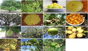 Local Plant and Animal Species in Nigeria's Agricultural Ecosystem Local Plant and Animal Species in Nigeria's Agricultural Ecosystem