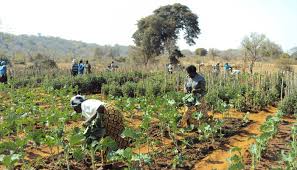 Socio-Economic and Biophysical Endowment in Nigerian Agriculture Socio-Economic and Biophysical Endowment in Nigerian Agriculture