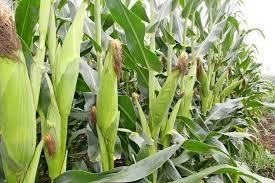Ways to Obtain High Yield from your Maize Farm