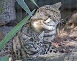Black Footed Cat