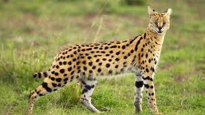 African Serval Cat Description and Complete Care Guide