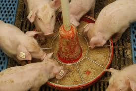 Complete Guide to Proper Ways of Feeding Pigs