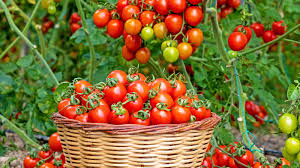 Healthy Tomato Seedling Production Techniques for Improved Crop Yield
