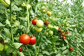 Healthy Tomato Seedling Production Techniques for Improved Crop Yield Healthy Tomato Seedling Production Techniques for Improved Crop Yield